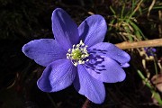 21 Erba trinita (Hepatica nobilis)
